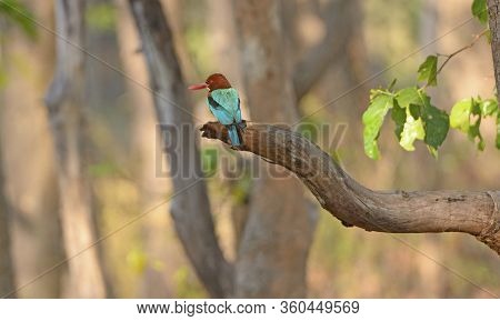 A White Throated Kingfisher In The Forest On Kanha National Park In India