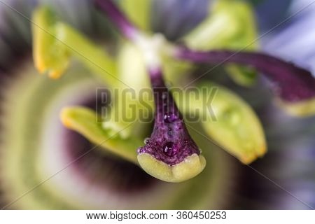 Macro Stamen Of Passiflora Passionflower With Drops Of Water. Close Up A Beautiful Large Flower.