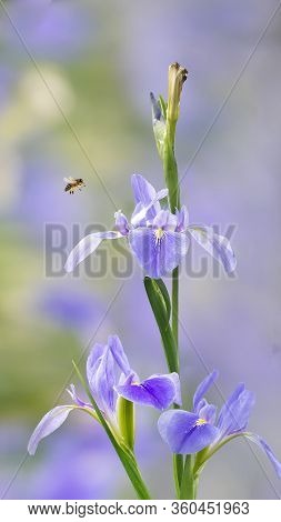 Violet Iris Flowers (iris Germanica) On Blurred Green Natural Garden Background