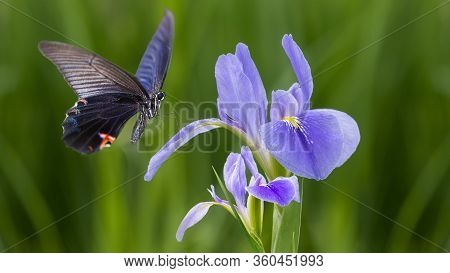 Violet Iris Flowers (iris Germanica) On Blurred Green Natural Garden Background