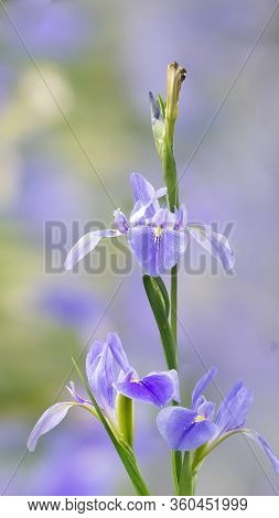 Violet Iris Flowers (iris Germanica) On Blurred Green Natural Garden Background