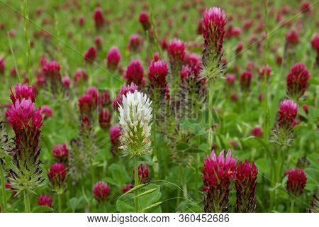 Single White Clover Making A Bold Contrast As It Stands Out In Blanket Of Deep Red Crimson Clover Fl
