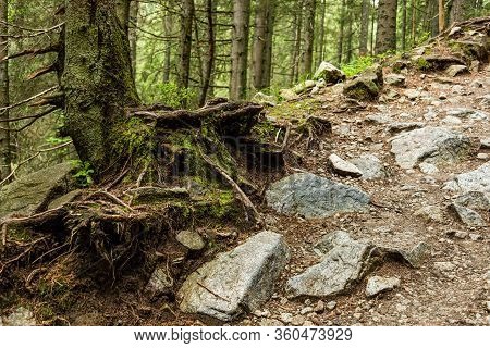 Roots Of Old Trees In Deep Forest In Tatra Mountains. Poland