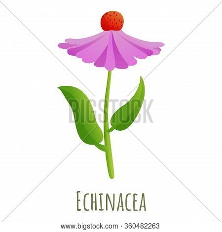 Echinacea Flower Icon. Cartoon Of Echinacea Flower Vector Icon For Web Design Isolated On White Back