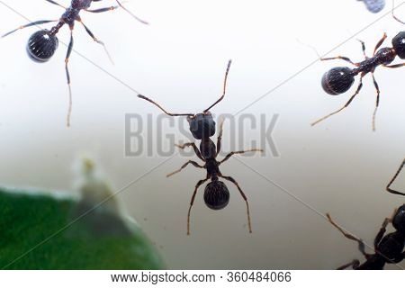 Brown Ant Messor Structor On White Background