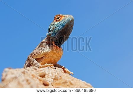 Portrait of a ground agama (Agama aculeata) sitting on a rock against a blue sky, South Africa
