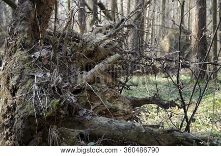 Forest After A Strong Hurricane. Fallen Trees Uprooted From The Ground.