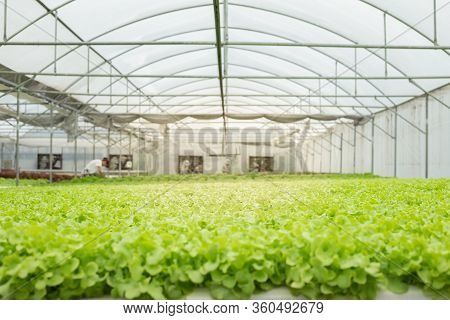 Hydroponic Of Lettuce Farm Growing In Greenhouse For Export To The Market. Interior Of The Farm Hydr