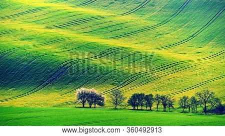 Beautiful Spring Landscape With Field Of Grass Hills At Sunset. Waves In Nature Moravian Tuscany - C