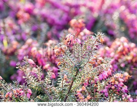 Blooming Calluna Vulgaris, Known As Common Heather, Ling, Or Simply Heather. Natural Spring Backgrou