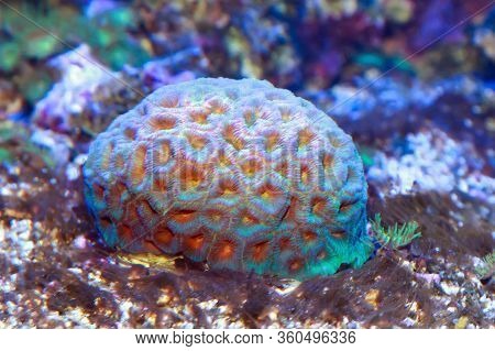 Favites Is A Genus Of Polyp Stony Corals In The Family Merulinidae