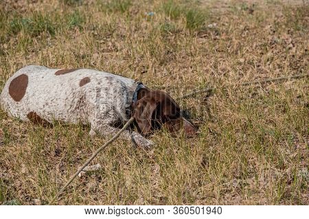 Deutsch Kurzhaar German Short-haired Pointing Dog. Kurzhaar Is A Slender And Even Lean Dog.