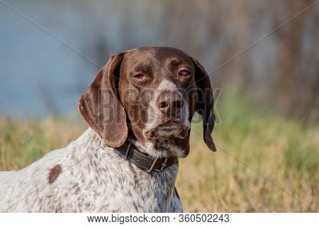 Deutsch Kurzhaar German Short-haired Pointing Dog. Kurzhaar Is A Slender And Even Lean Dog.
