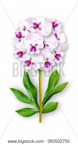 Offbeat Flower Of Pansies. Composition Of White-pink Pansies With Peony Leaves. Art Object On A Whit