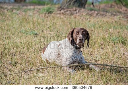 Deutsch Kurzhaar German Short-haired Pointing Dog. Kurzhaar Is A Slender And Even Lean Dog.