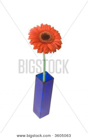 Punainen Gerbera maljakko