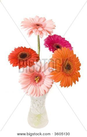 Gerberas kimpussa