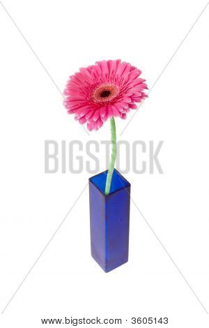 Violetti Gerbera maljakko