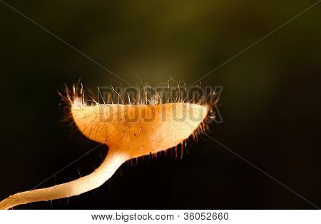 Flammernes champignon