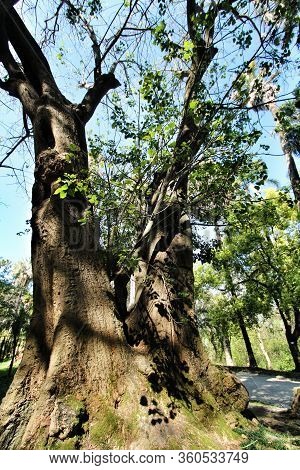 Beautiful And Majestic Erythrina Caffra Tree At The Botanical Garden Of Lisbon In Spring