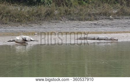 Crocodile At Chitwan National Park In Nepal