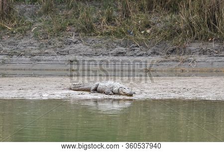 Crocodile At Chitwan National Park In Nepal