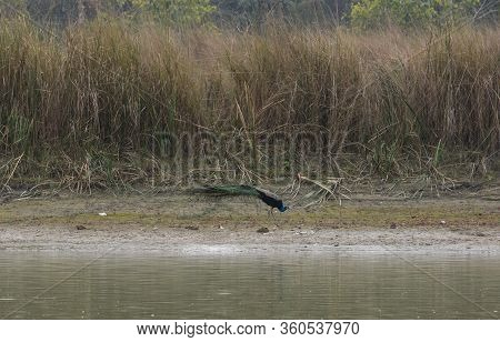 Peacock At Chitwan National Park On Nepal