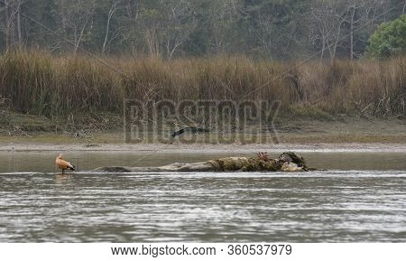 Peacock At Chitwan National Park On Nepal