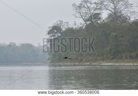 Peacock At Chitwan National Park On Nepal