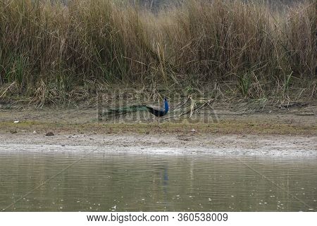 Peacock At Chitwan National Park On Nepal