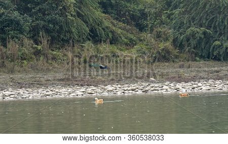 Ruddy Shelduck At Chitwan National Park On Nepal