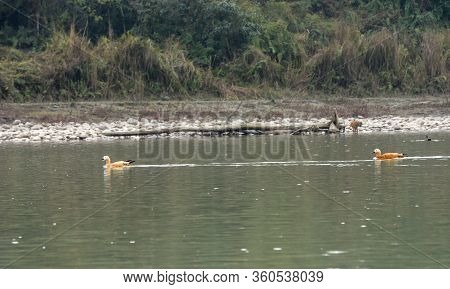 Ruddy Shelduck At Chitwan National Park On Nepal