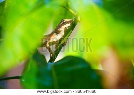 Close Up Macro Concept Garden Lizard Oriental Garden Lizard, Eastern Garden Lizard, Changeable Lizar