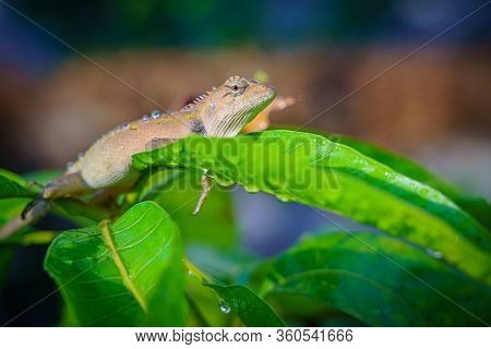 Close Up Macro Concept Garden Lizard Oriental Garden Lizard, Eastern Garden Lizard, Changeable Lizar
