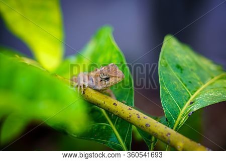 Close Up Macro Concept Garden Lizard Oriental Garden Lizard, Eastern Garden Lizard, Changeable Lizar
