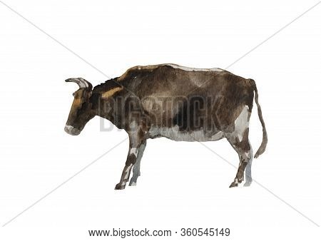 Watercolor Brown Bull Standing Georgian Small Breed. Original Farm Animal Hand Painted Illustration 