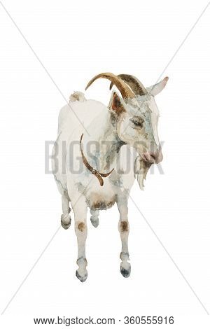 Watercolor White Goat Male Standing And Looking Right Isolated On White Background. Original Farm An