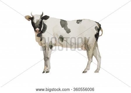 Watercolor Cow Black And White Standing . Original Farm Animal Illustration Isolated On White Backgr