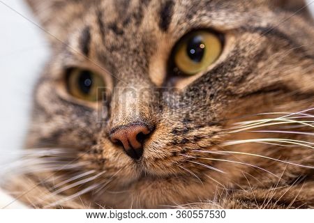 Close-up Picture Of Ginger Cat Nose With Selective Focus, Shallow Depth Of Field And Background Blur