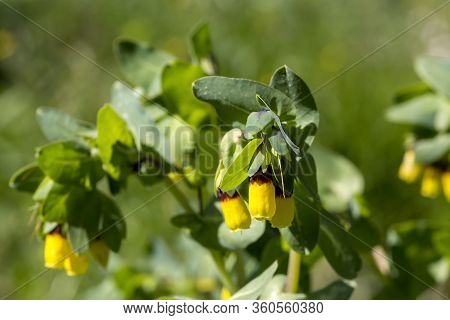 Plant (cerinthe Major) With Yellow Flowers Growing In A Mountain Meadow Close-up On A Sunny, Spring 