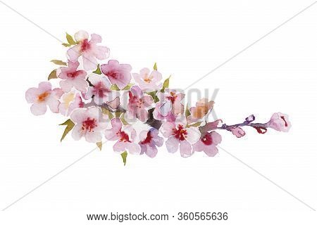 Watercolor Blooming Apricot Or Sakura Tree Twig With Flowers, Leaves And Buds Isolated On White Back