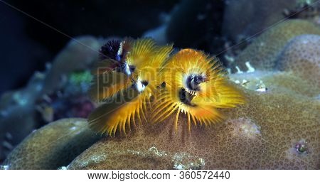 Spirobranchus Giganteus, Christmas Tree Worm Cebu Philippines