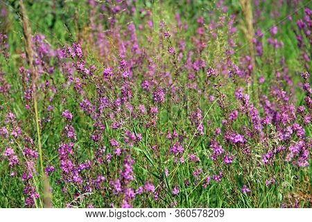 Flowers Of Chamaenerion Angustifolium Blooming In Summer Field. Product For Natural Tea. Chamaenerio