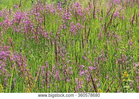 Flowers Of Chamaenerion Angustifolium Blooming In Summer Field. Product For Natural Tea. Chamaenerio