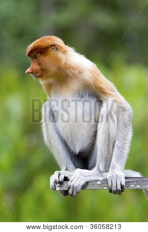 The watchful proboscis monkey.