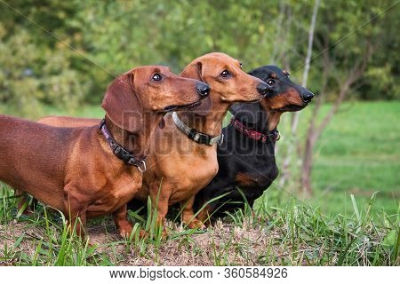Three Dachshund Dogs In A Row, Red And Black, Dutifully Stand In The Summer On The Grass Outdoors