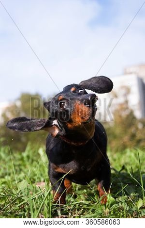 A Black And Tan Dachshund Dog Twirls Its Ears Like A Propeller, Brushing Off Water