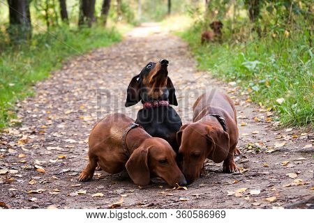 The Black Dachshund Gourmet In Surprise Refuses Food, While The Red Dachshunds Look For It And Eat I
