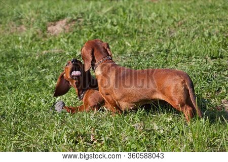 Two Dogs Of The Dachshund Breed, Of Red Color, Play With Each Other And Share The Toy Gray Rat