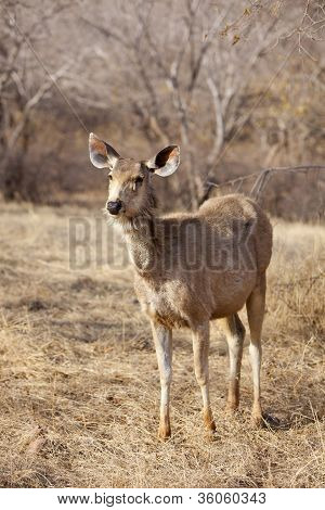 A young sambar deer